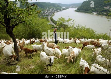 (Dpa) - Hirte Florian Schmidt kümmert sich um seine 420 Ziegenherde, die an auch als eine Art "ökologische Rasenmäher" an den Hängen des Rheintals in der Nähe von Kamp-Bornhofen, Deutschland, 4. Juli 2003 verwendet werden. Stockfoto