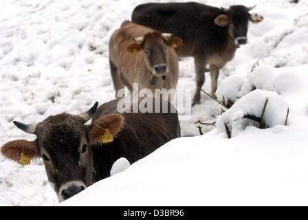 (Dpa) - stehen drei Kälber im Schnee, wie Winter in Bad Hindelang, Süddeutschland, 6. Oktober 2003 angekommen ist. Vieh auf den Weiden in den höheren Regionen des Allgäu, wurden von den frühen Schnee überrascht und musste die Täler weiter gefahren werden. Stockfoto