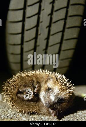 (Dpa) - liegt ein convolved kleiner Igel vor eines PKW-Reifens auf einer Straße in Offenbach, Deutschland, 30. September 2003. Im Herbst tausende von Igeln sind von Autos überfahren, während der Suche nach ihrer Winter-Unterkünfte. Ursache des Todes für die meisten Igel sind Unfälle mit Fahrzeugen. Stockfoto