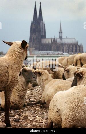 (Dpa) - überblicken Schafe zur Kathedrale von den Ufern des Rheins in Köln, 23. September 2003. Wenn der Wasserstand niedrig ist verwendet ein Hirte die Flussufer als Rastplatz für seine Herden. Aufgrund der langen, heißen Sommer sind die Flüsse in Deutschland fast ausgetrocknet. Stockfoto