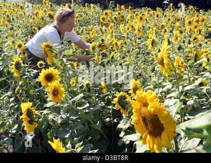 (Dpa) - eine Frau schneidet Blumen, während sie in einem Feld von Sonnenblumen in Herford, Deutschland, 18. September 2003 steht. Stockfoto