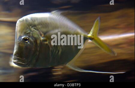 (Dpa) - ein Lookdown Fisch schwimmt in seinem Aquarium im Zoo in Berlin, 7. August 2003. Die Lookdown oder Pferdekopf, lebt in der Regel im westlichen Atlantik von den Vereinigten Staaten bis nach Südamerika. Stockfoto