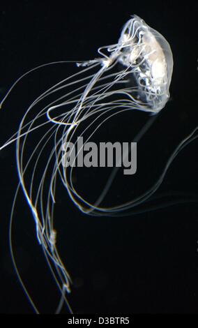 (Dpa) - ein Meer Brennnessel driftet durch seinem Aquarium im Zoo in Berlin, 7. August 2003. Stockfoto