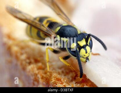 (Dpa) - eine Wespe sitzt auf einem Brötchen und genießt ein leckeres Stück Schinken liegt oben drauf in Magdeburg, Deutschland, 14. August 2003. Diese fliegenden Insekten ernähren meist tierische Reste, Sap, Pollen und Nektar sondern auch aus Produkten von Menschen wie Marmelade und Konfitüre hergestellt. Menschen sind nicht die nat Stockfoto