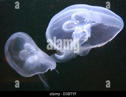 (Dpa) - eine Qualle schwimmt engelhafte durch das Wasser im Aquarium im Zoo in Berlin, 7. August 2003. Aurelia Aurita ist die am weitesten verbreitete Qualle in der nördlichen Hemisphäre in den Atlantischen, Pazifischen und indischen Ozean gefunden. Der Körper ist eine Untertasse "Glocke", die außer fo farblos ist geprägt Stockfoto