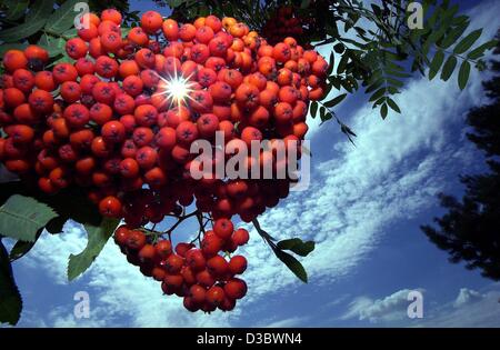 (Dpa) - die Sonne scheint durch ein Cluster von Reife Vogelbeeren eine Eberesche Baum in Sommerfeld, Deutschland, 31. Juli 2003. Stockfoto