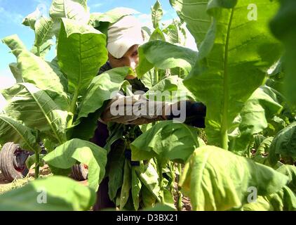 (Dpa) - polnische Farm Hände ernten Tabakblätter auf einem Feld in Kammerstein, Deutschland, 18. August 2003. Rund 1.700 Tonnen Tabak der Marken Virgin und Burley werden jährlich in Bayern produziert. Stockfoto