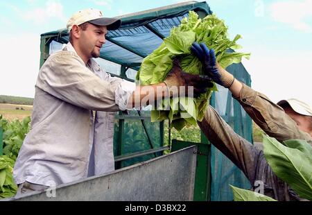 (Dpa) - polnische Farm Hände ernten Tabakblätter auf einem Feld in Kammerstein, Deutschland, 18. August 2003. Rund 1.700 Tonnen Tabak der Marken Virgin und Burley werden jährlich in Bayern produziert. Stockfoto