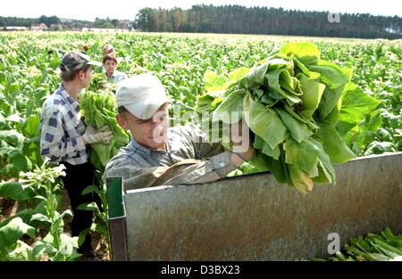 (Dpa) - polnische Farm Hände ernten Tabakblätter auf einem Feld in Kammerstein, Deutschland, 18. August 2003. Rund 1.700 Tonnen Tabak der Marken Virgin und Burley werden jährlich in Bayern produziert. Stockfoto