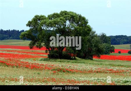 (Dpa) - ein Blick über ein Kamille und Mohn-Samen-Feld in der Uckermark in der Nähe von Angermuende, Ostdeutschland, 10. Juni 2003. Die Region der Uckermark ist in der nördlichsten Ecke des Landes Brandenburg. Die Landschaft entstand während der letzten Eiszeit und menschliche Landwirtschaft und Landwirtschaft hat prod Stockfoto