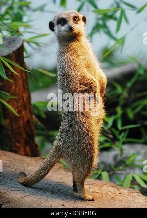 (Dpa) - ein Erdmännchen erhebt sich auf einem Baumstamm und neugierig schaut sich um in den Zoo in Straubing, Deutschland, 29. Juli 2003. Die Tiere leben meist im südlichen Afrika in Gruppen von 10 bis 30. Da sie viele natürliche Feinde haben, hat eine Gruppe immer die Aufgabe, aufpassen, genau wie dieser. Stockfoto