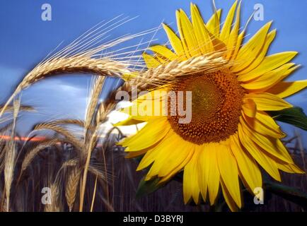 (Dpa) - eine leuchtende gelbe Sonnenblume steht in einem Getreidefeld vor einem tiefblauen Abendhimmel in Petershagen, Deutschland, 1. Juli 2003. Stockfoto