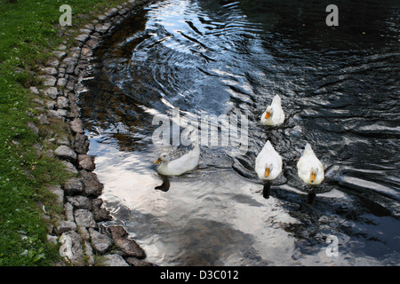 Eyam Dorf Teich Enten Stockfoto