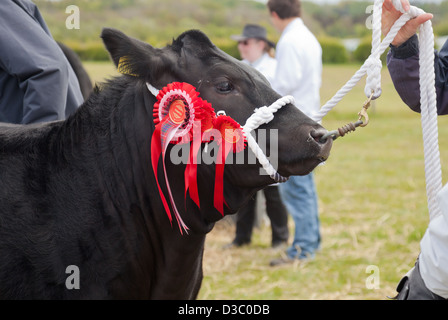 Champion schwarz Limousin Kuh mit drei Rosetten durch einen Gurt auf ein Landwirt in Ayrshire, Schottland statt. Stockfoto