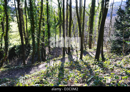 Wanderweg im Wald. Stockfoto