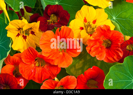 Bunte Kapuzinerkresse zeigt die Vielfalt der intensiven Sommerfarben; wo, rot, gelb. Stockfoto