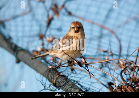 Redpoll auf rose Bogen Stockfoto