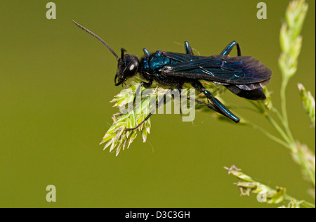 Blaue Schlamm Dauber (Chalybion Californicum) auf grünem Hintergrund isoliert Stockfoto