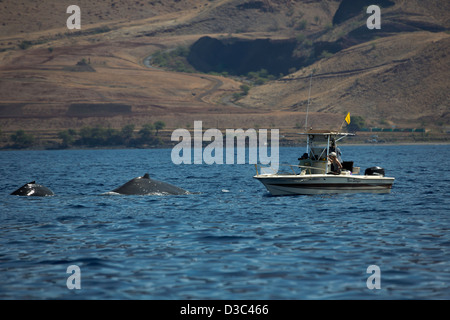 Wal-Forscher immer einen genauen Blick auf Buckelwale, Impressionen Novaeangliae, vor der Küste von Maui, Hawaii. Stockfoto
