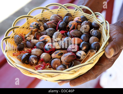 KORB MIT FRISCHEN MUSKAT MIT KEULE, CARIBBEAN Stockfoto