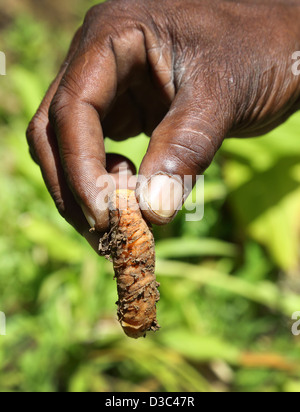 MANN HÄLT FRISCH GEPFLÜCKT KURKUMA-WURZEL, GRENADA Stockfoto