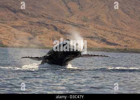 Dagegen verstößt Buckelwal, Impressionen Novaeangliae, Hawaii. Stockfoto