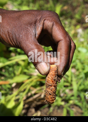 MANN HÄLT FRISCH GEPFLÜCKT KURKUMA-WURZEL, GRENADA Stockfoto