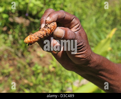 MANN HÄLT FRISCH GEPFLÜCKT KURKUMA-WURZEL, GRENADA Stockfoto