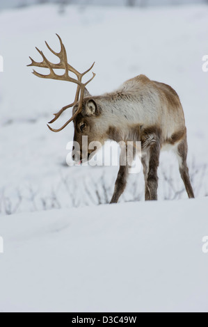 Skandinavische Rentier (Rangifer Tarandus) Vieh auf der Suche nach etwas zu Essen im Winter unter dem Schnee, Tromsø Bereich, Norwegen Stockfoto