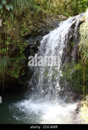 ANNANDALE WASSERFÄLLE, GRAND ETANG FOREST RESERVE, GRENADA, Stockfoto