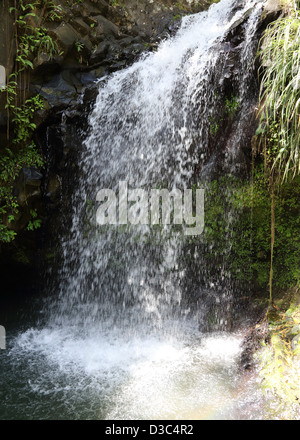 ANNANDALE WASSERFÄLLE, GRAND ETANG FOREST RESERVE, GRENADA, Stockfoto