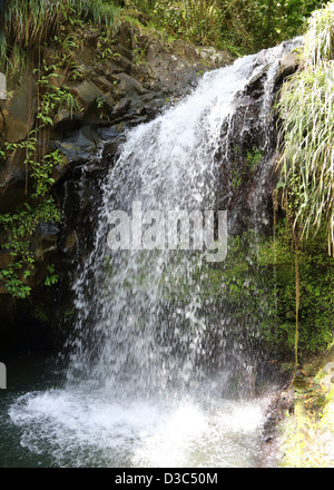 ANNANDALE WASSERFÄLLE, GRAND ETANG FOREST RESERVE, GRENADA, Stockfoto