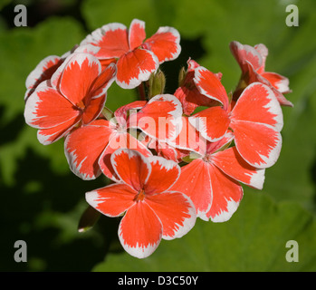 Cluster von leuchtend orange / rot und weißen Blüten von Geranium Sorte 'Mr. Wren' gegen einen hellgrünen Hintergrund Stockfoto