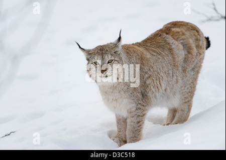 Eurasischer Luchs (Lynx Lynx) in Winterfell über Schnee und unter Schneefall, kontrollierten Bedingungen, Norwegen Stockfoto