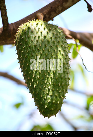 SOURSOP FRÜCHTE Stockfoto