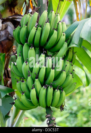 BANANE BAUM, GRENADA Stockfoto