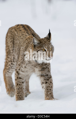 Eurasischer Luchs (Lynx Lynx) in Winterfell über Schnee und unter Schneefall, kontrollierten Bedingungen, Norwegen Stockfoto