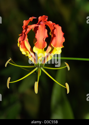 Spektakuläre / ungewöhnliche gelbe und rote Blume der Gloriosa Superba - Gloriosa Lily Kletterer / Rebe vor einem dunkelgrünen Hintergrund Stockfoto