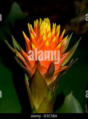 Spektakuläre groß und bunt orange und gelbe Blume (Hochblätter) von Bromelien - Guzmanie Conifera - vor einem dunklen Hintergrund Stockfoto