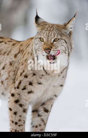 Eurasischer Luchs (Lynx Lynx) in Winterfell über Schnee und unter Schneefall, kontrollierten Bedingungen, Norwegen Stockfoto