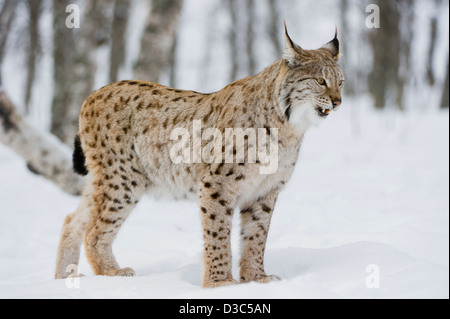 Eurasischer Luchs (Lynx Lynx) in Winterfell über Schnee und unter Schneefall, kontrollierten Bedingungen, Norwegen Stockfoto