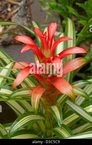 Spektakuläre groß und knalligen rot / orange Blume (Hochblätter) und grünem und weißem Laub der Bromelie - Guzmanie "Georgia" Stockfoto