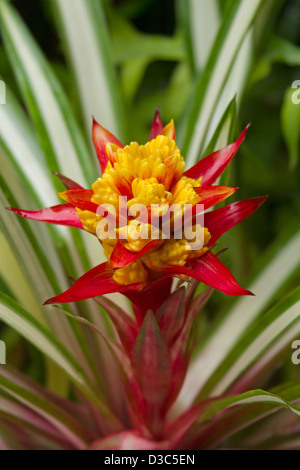 Spektakuläre groß und knallig rote und gelbe Blume (Hochblätter) und grünem und weißem Laub der Bromelie - Guzmanie "Kaoho Feuer" Stockfoto