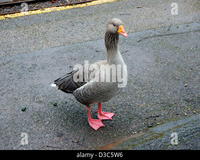 Grey Goose Stockfoto