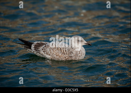 Oung Silbermöwe (Larus Argentatus) in unreifen 1. Jahr Gefieder. SCO 8947 Stockfoto