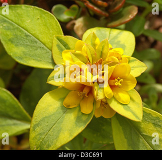 Cluster von schönen goldenen gelben Blüten und gelb / grün bunte Laub der Lysimachia Congestiflora, Bodendecker Stockfoto