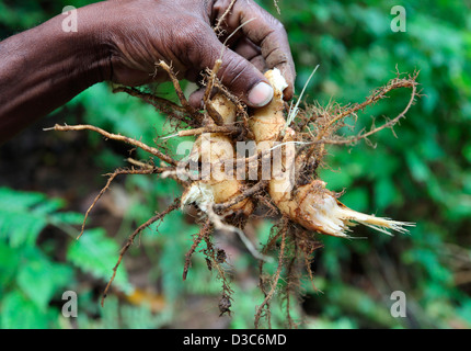 FRISCHEN INGWER KARIBIK WURZEL Stockfoto