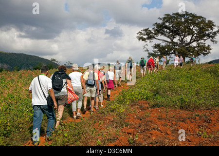 Touristen erkunden das Viñales-Tal / Valle de Viñales in der Sierra de Los Organos, Pinar del Río, Kuba, Caribbean Stockfoto