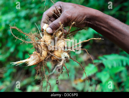 FRISCHEN INGWER KARIBIK WURZEL Stockfoto