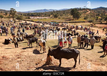 Madagaskar, Ambositra, Sandrandahy, Zebu-Markt Stockfoto